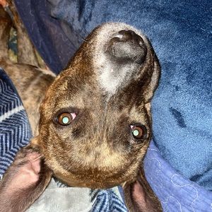 Meet your Posher, Audrey